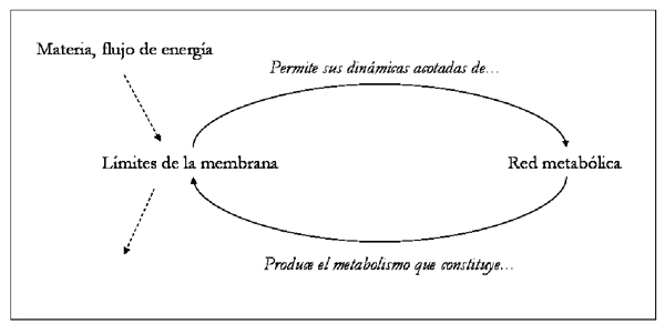 Oliva 02